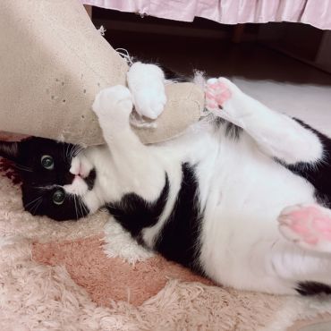 名前はあんこ