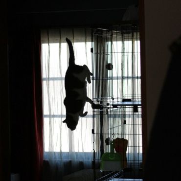 レッツゴー！