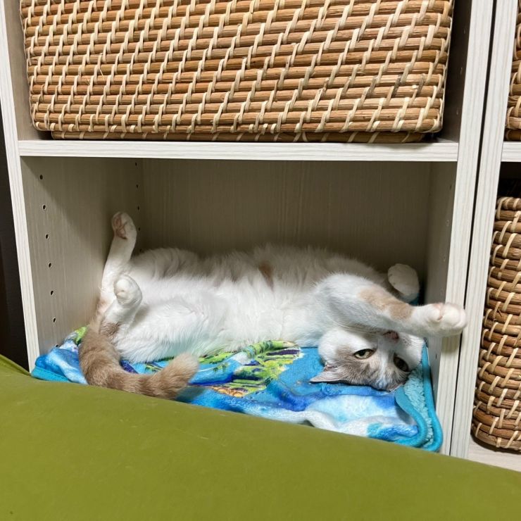 おうちさいこーっ！