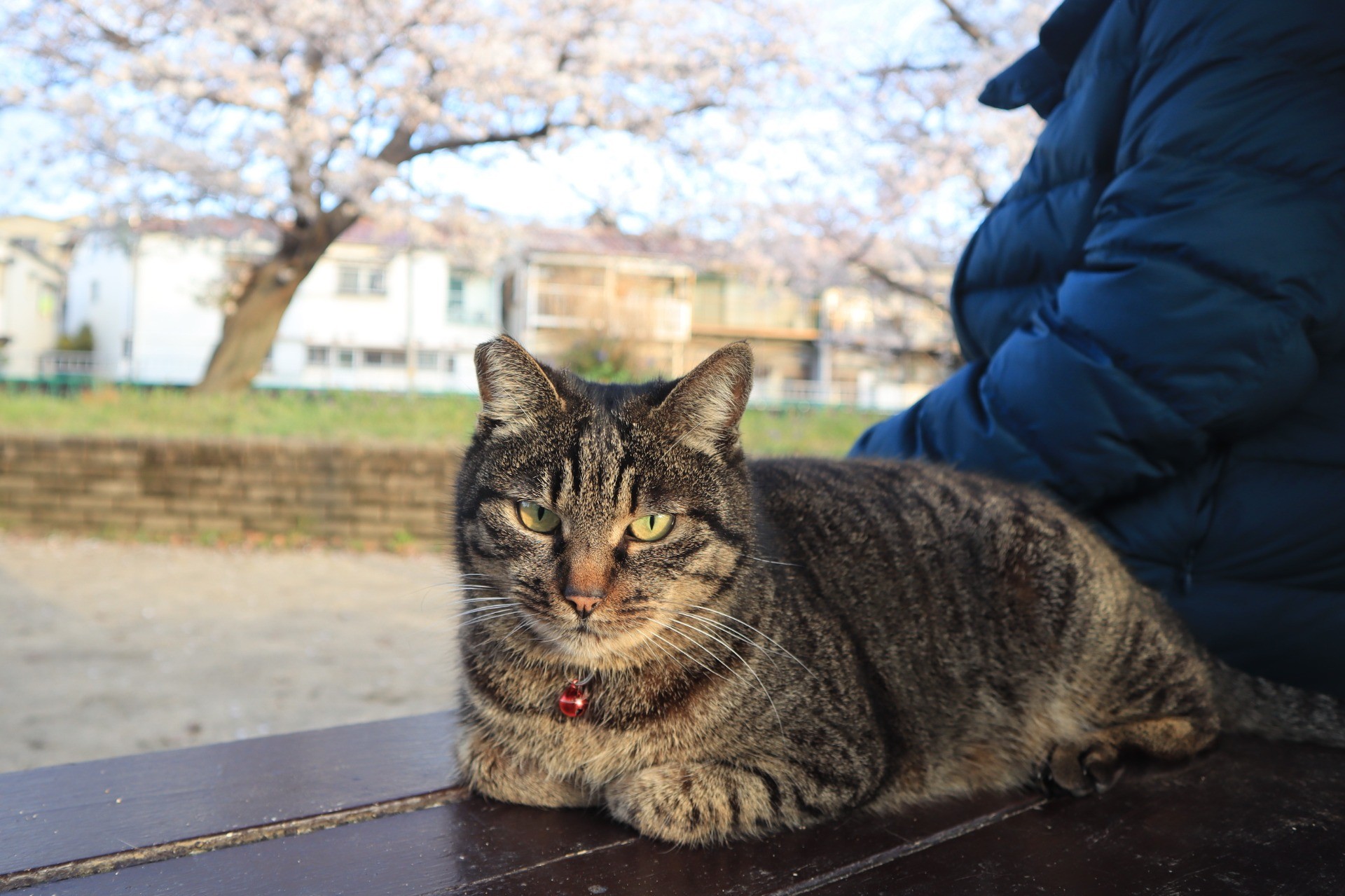 桜と一緒に