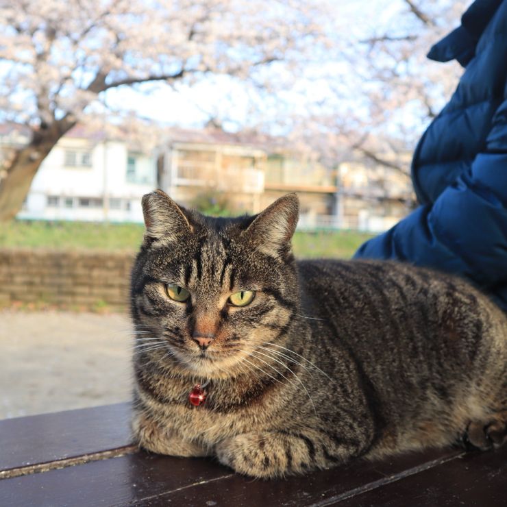桜と一緒に