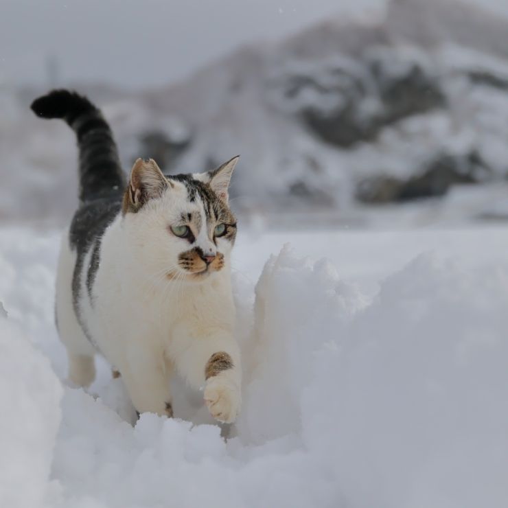 ねこ専用