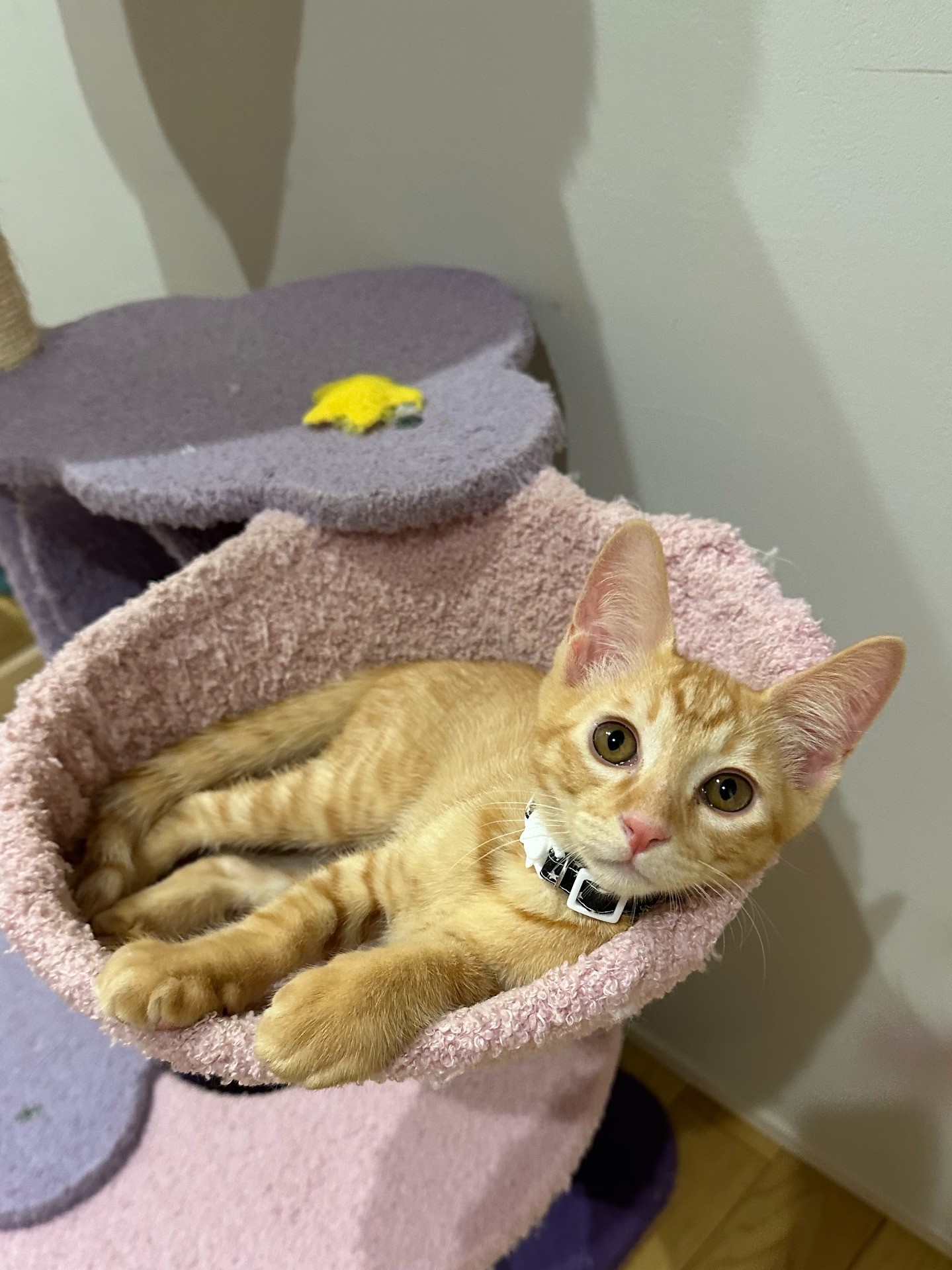 元シャーシャー外猫からの転身