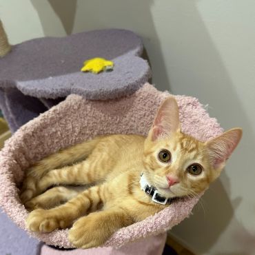元シャーシャー外猫からの転身