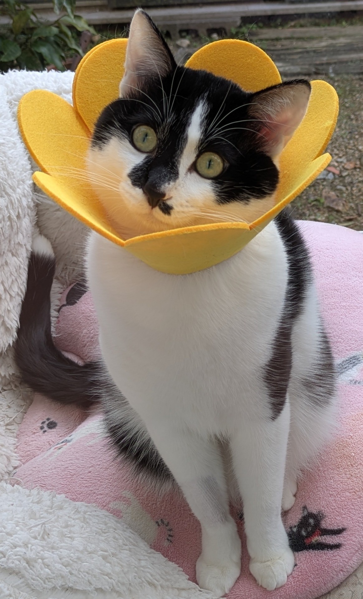 いのちつないだ！