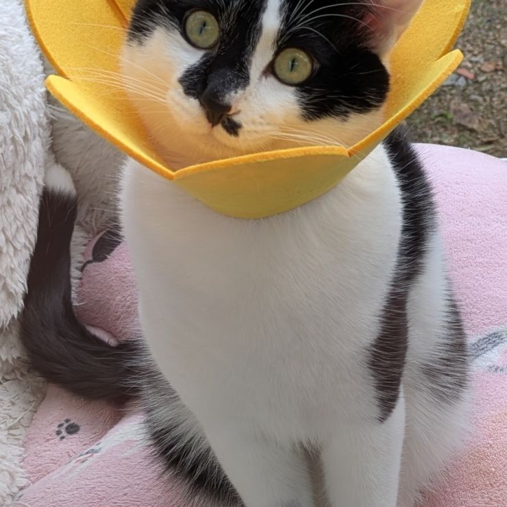 いのちつないだ！