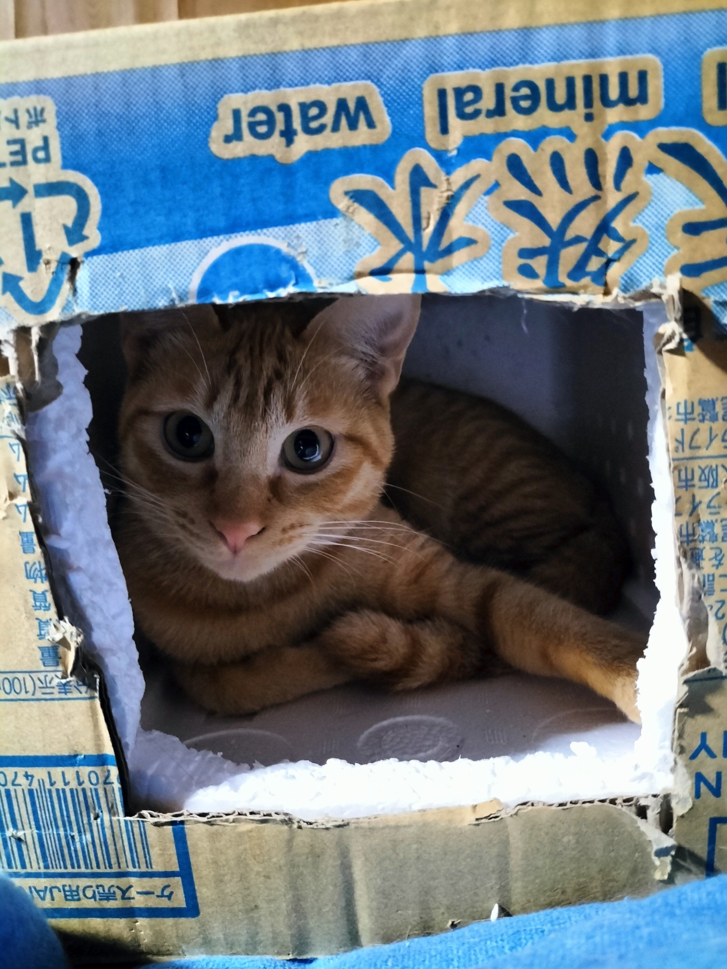 いのちつないだ