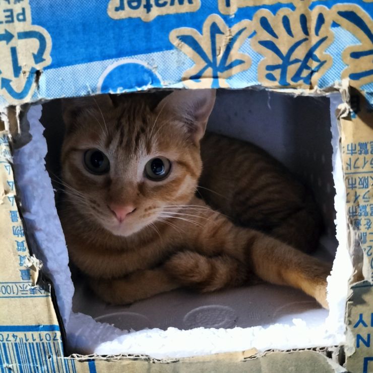 いのちつないだ