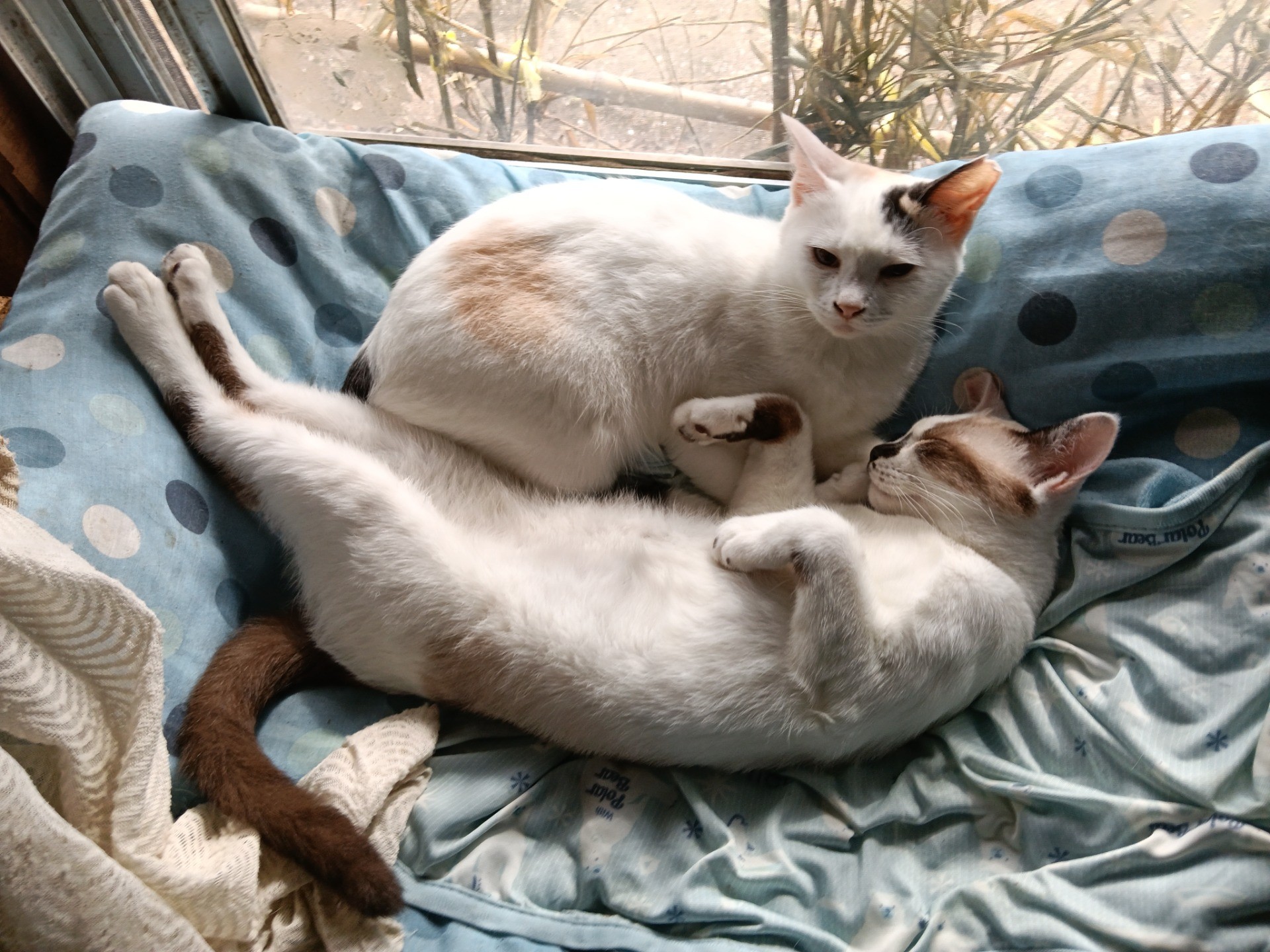 いのちつないだ