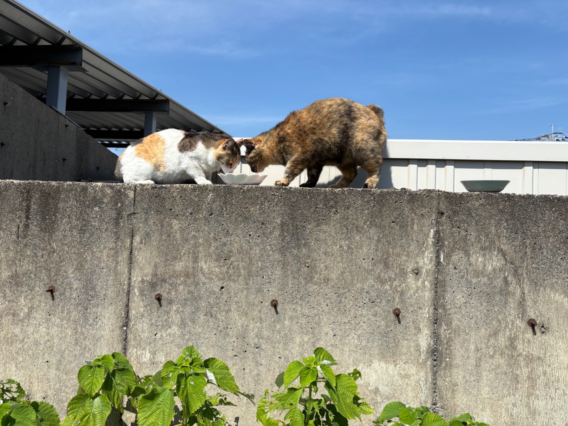 青空の下で親子でご飯タイム