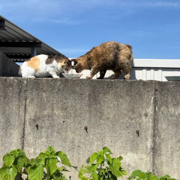 青空の下で親子でご飯タイム