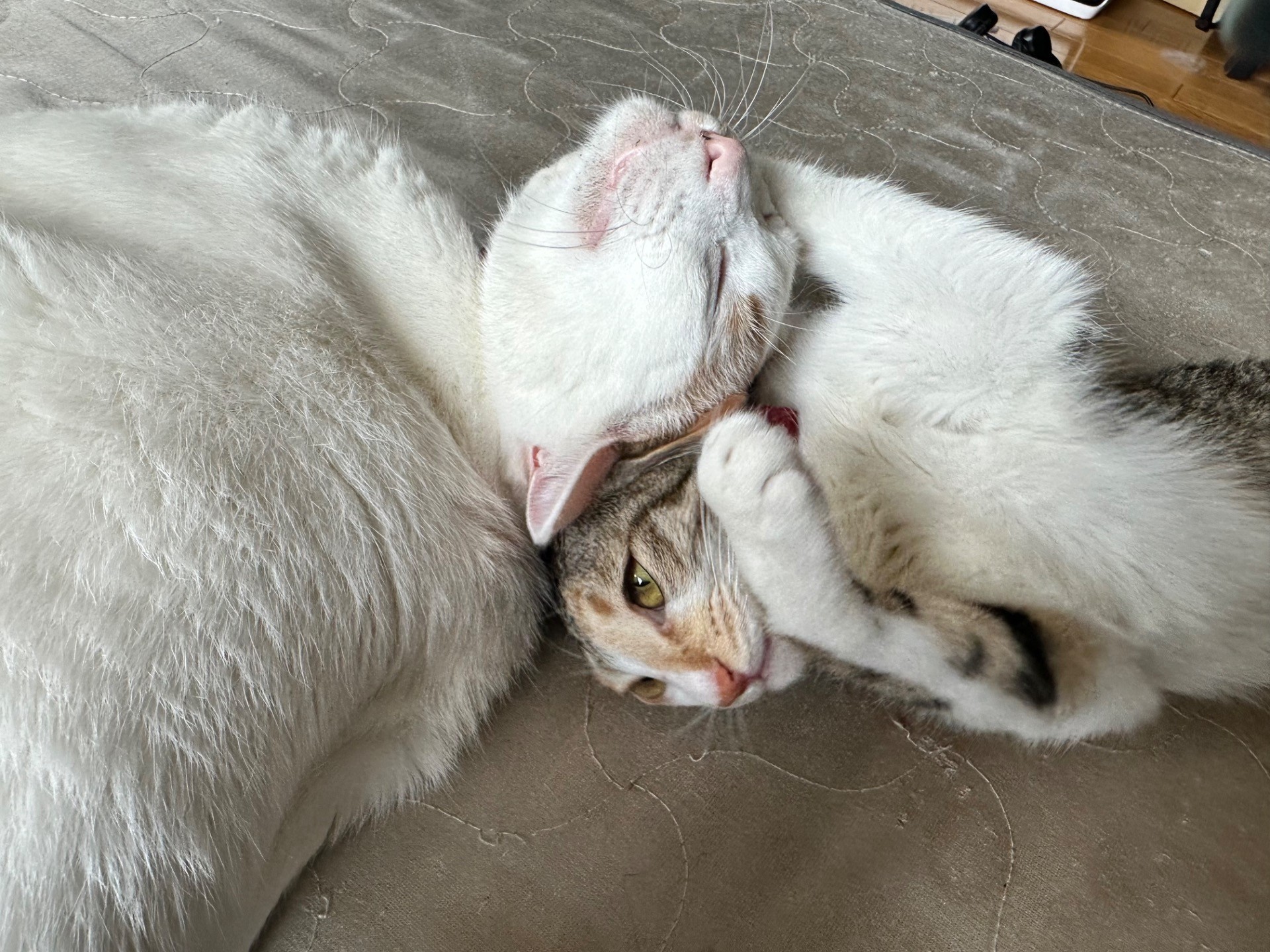 仲良しこよし
