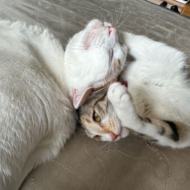 仲良しこよし