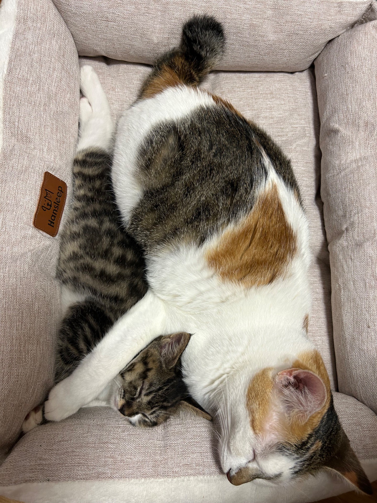 妹ができた！