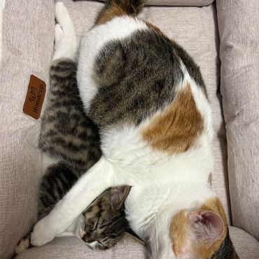 妹ができた！