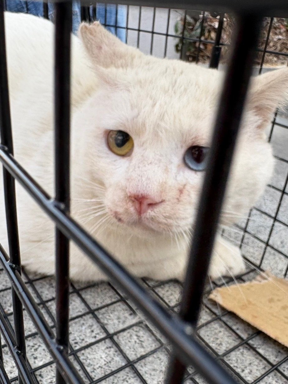 捕獲器に2度入ったさくらねこ