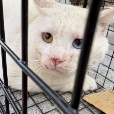 捕獲器に2度入ったさくらねこ
