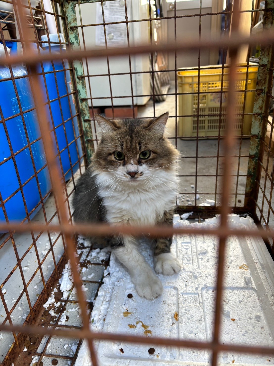 ボス捕獲