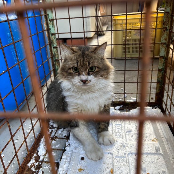 ボス捕獲