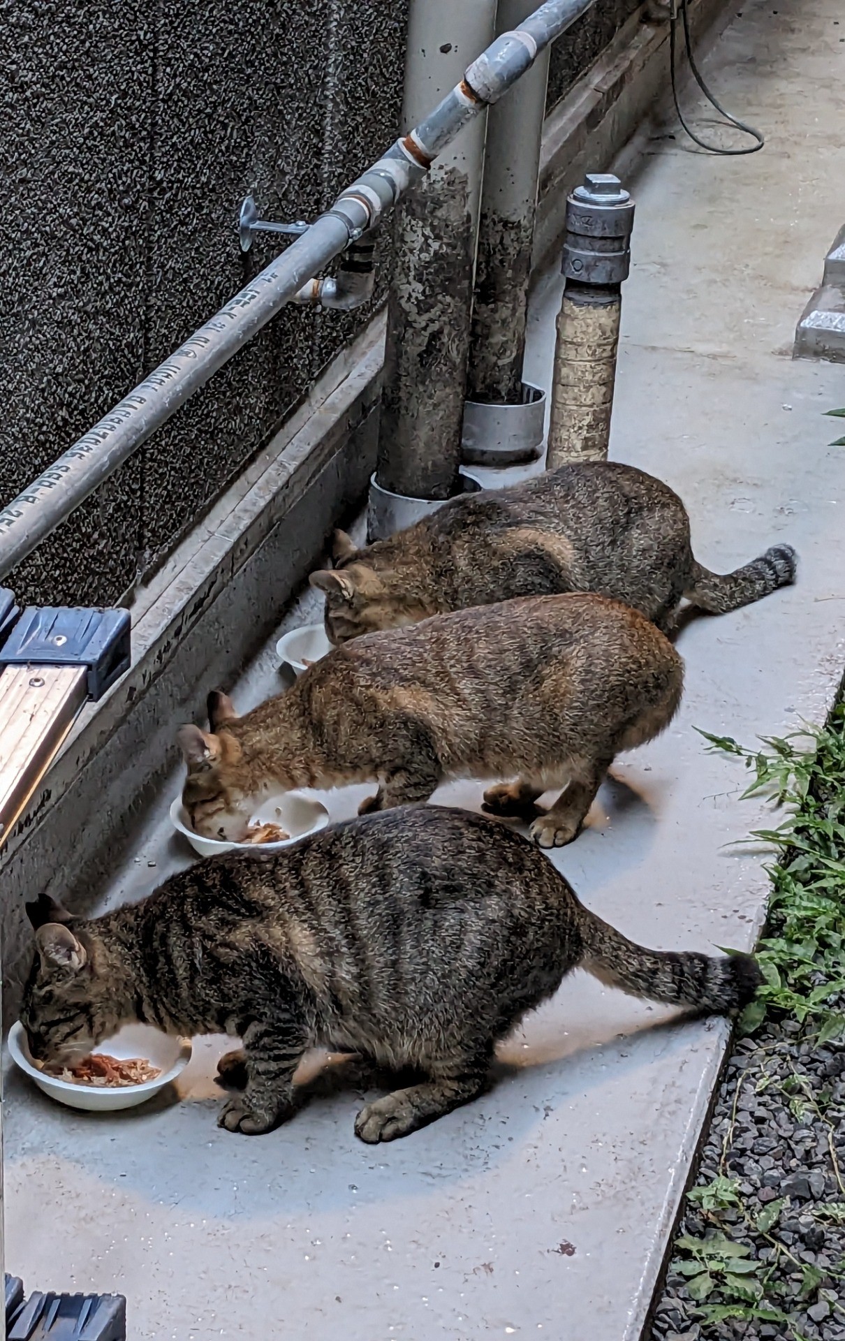 3兄弟どんなときも一緒
