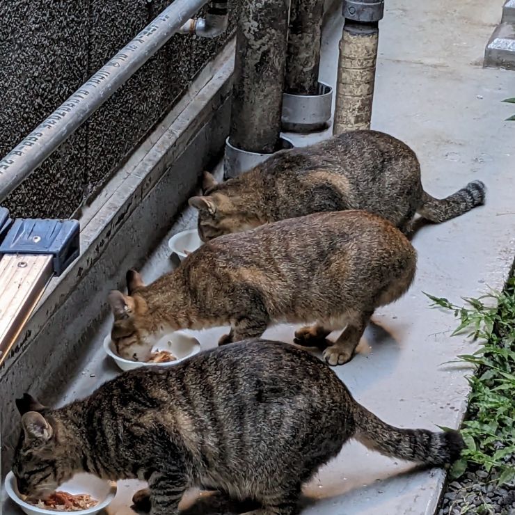 3兄弟どんなときも一緒
