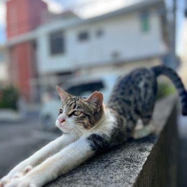 安心して、のびをする朝