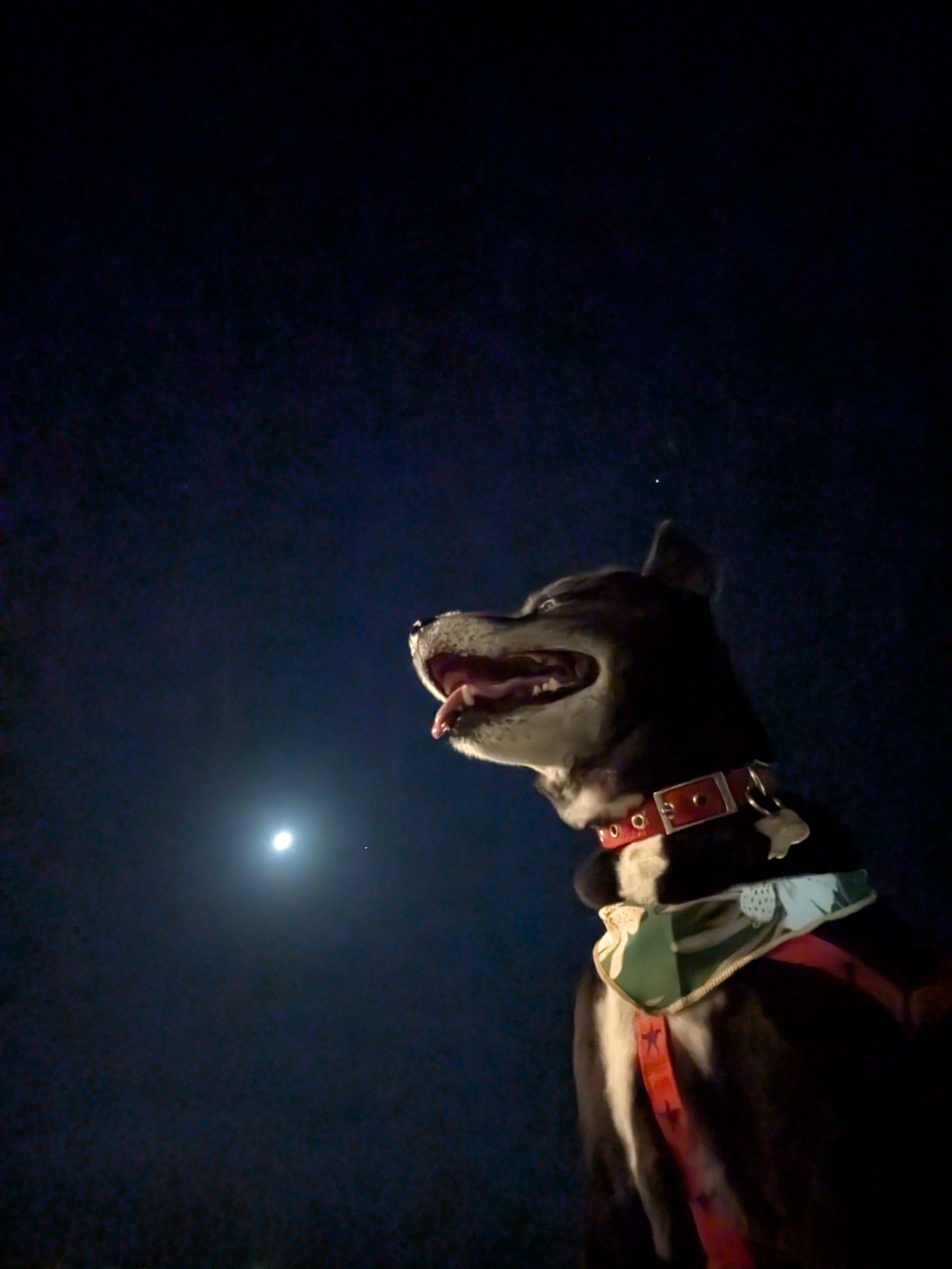 月夜の散歩