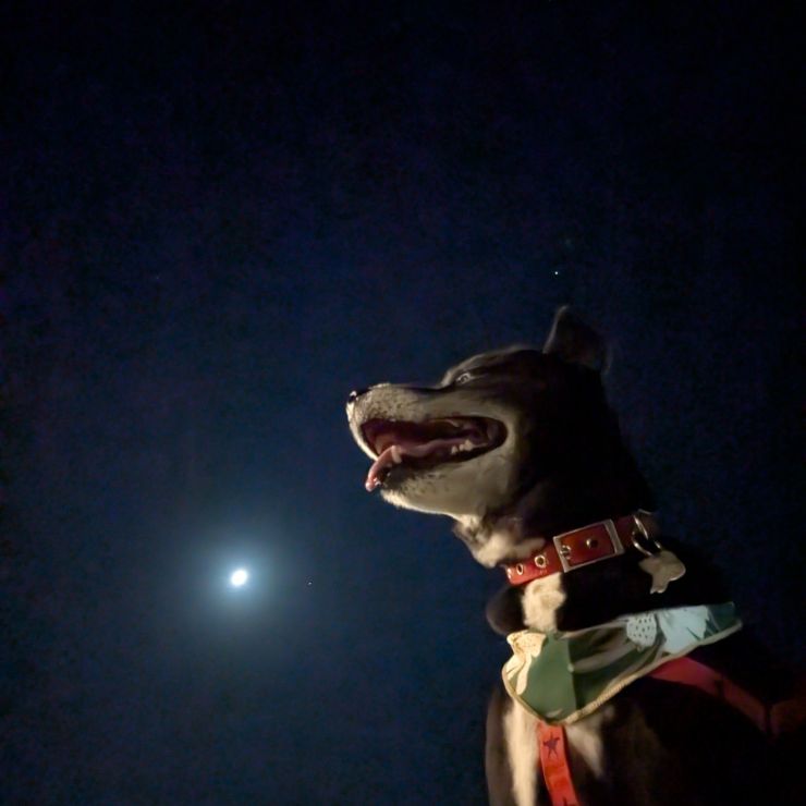 月夜の散歩