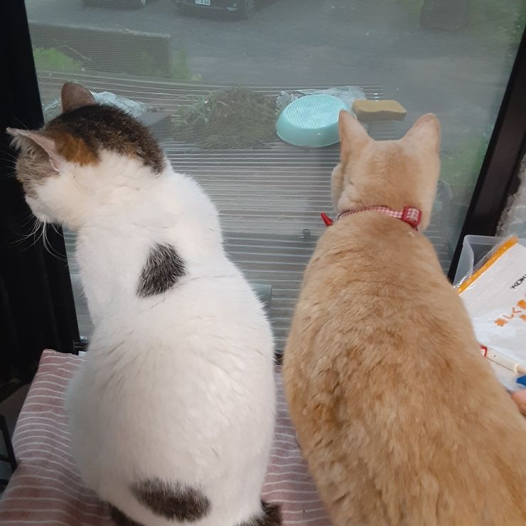 ニャルソック