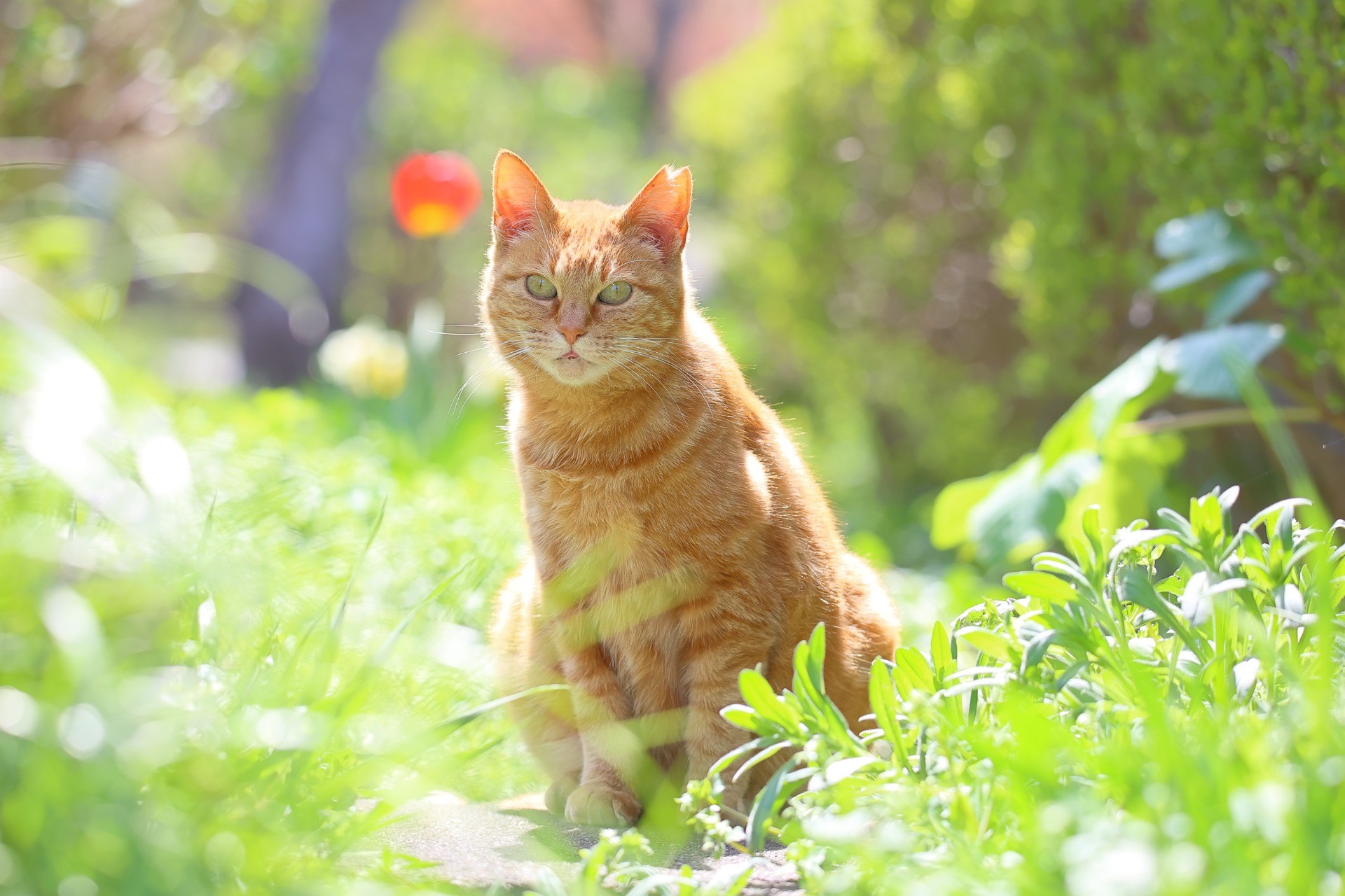 猫に寄り添う