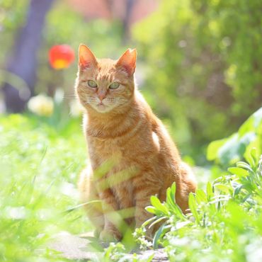 猫に寄り添う