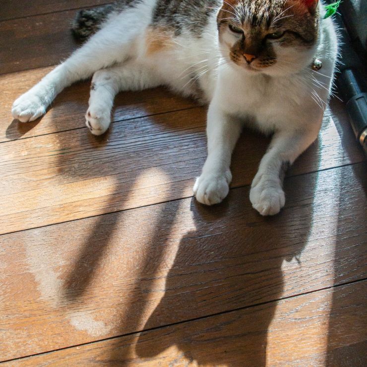 影までかわいい