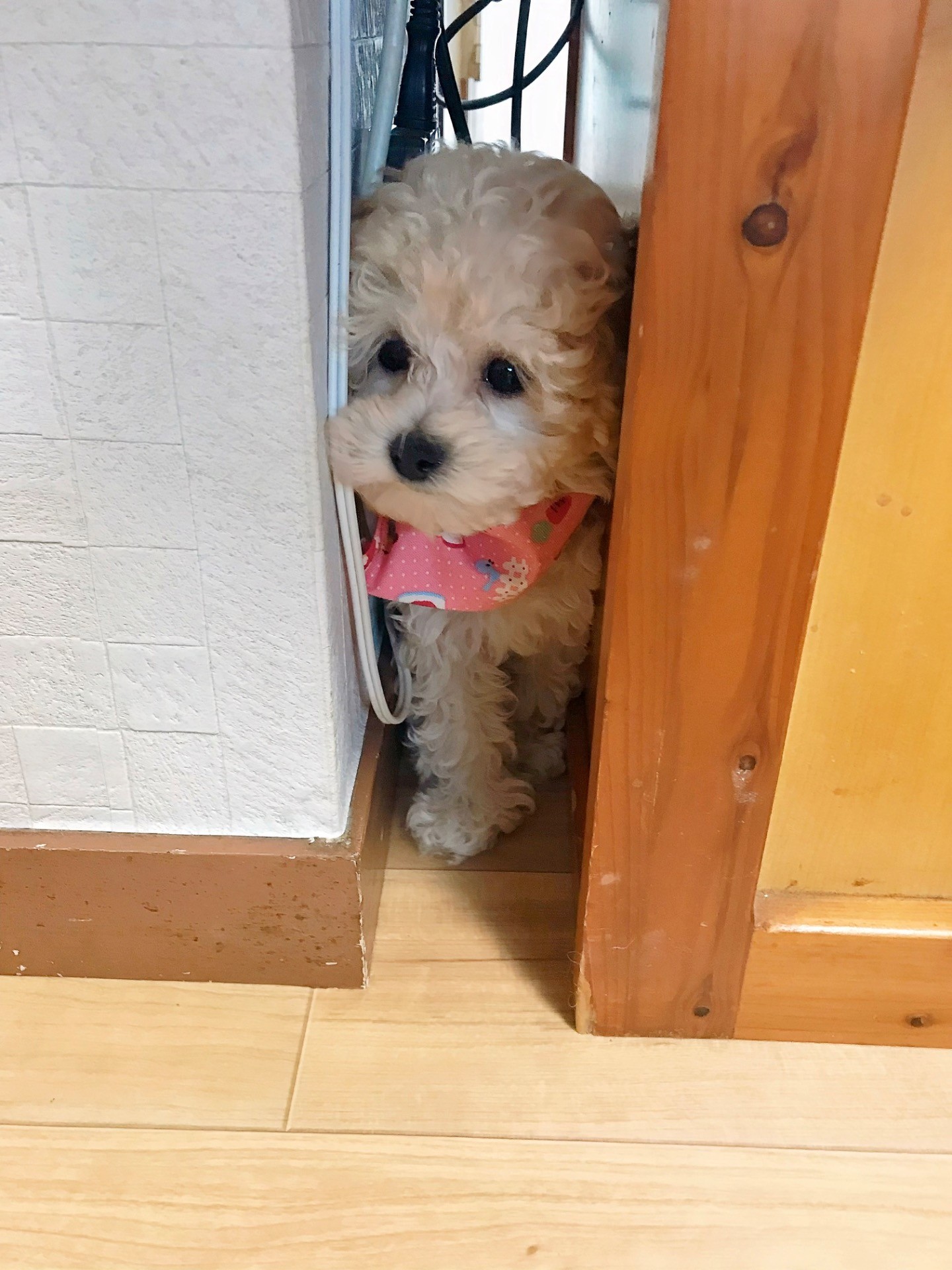 保護当初の居場所
