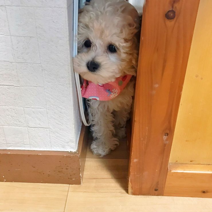 保護当初の居場所