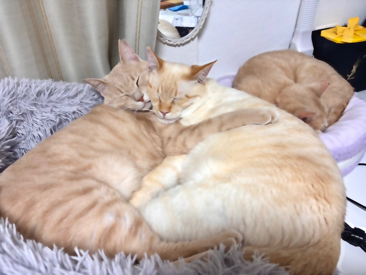 茶トラ3兄妹ニャ