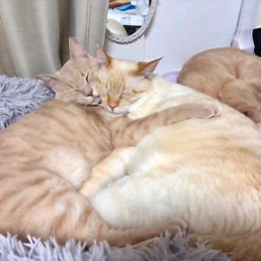 茶トラ3兄妹ニャ