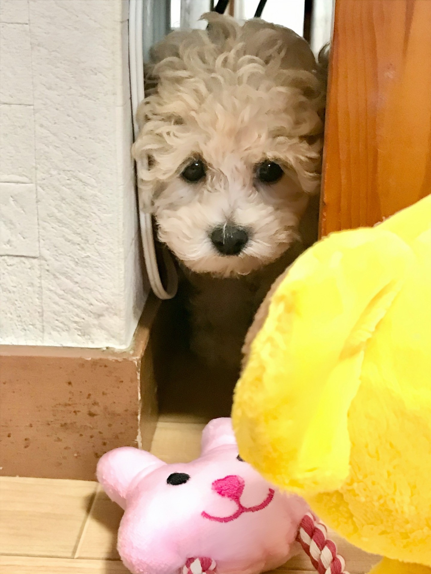 大丈夫だよ、出ておいで🐰🐨🩷
