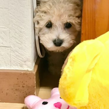 大丈夫だよ、出ておいで🐰🐨🩷