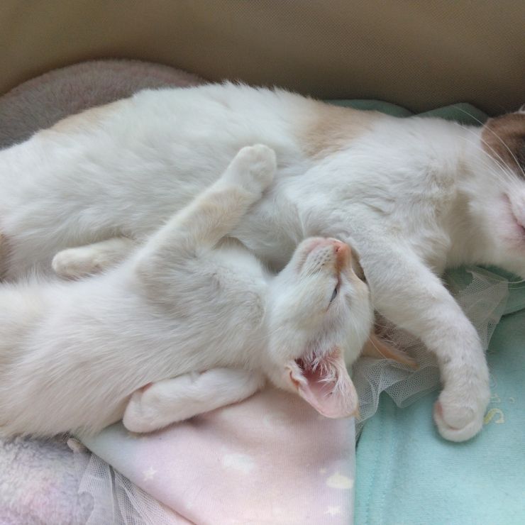 本当の親子じゃない。それがニャンだ!!
