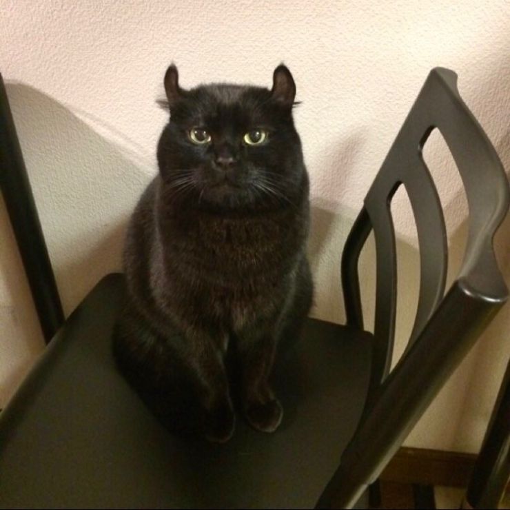 お耳がチャームポイントにゃ🐱