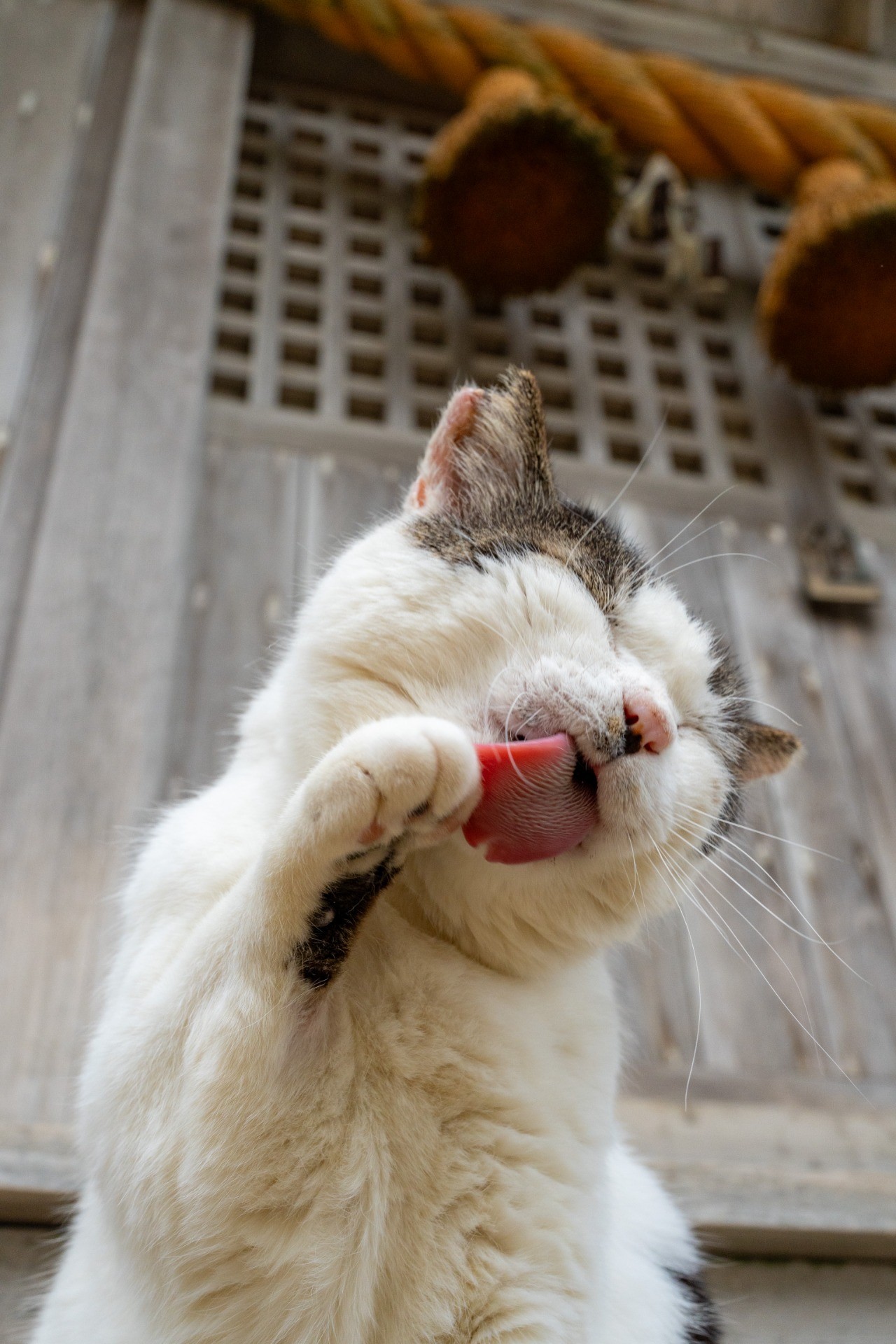 招き猫『はっちゃん』ニャ〜⛩️