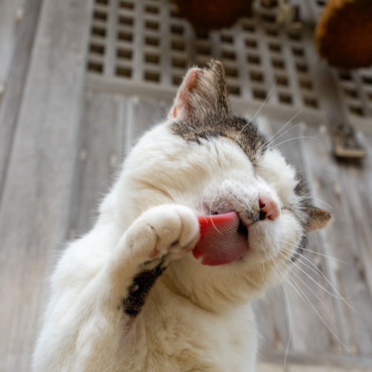 招き猫『はっちゃん』ニャ〜⛩️