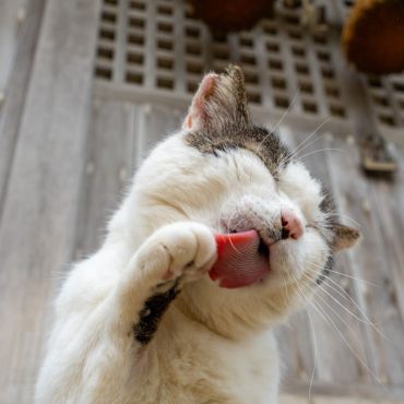 招き猫『はっちゃん』ニャ〜⛩️