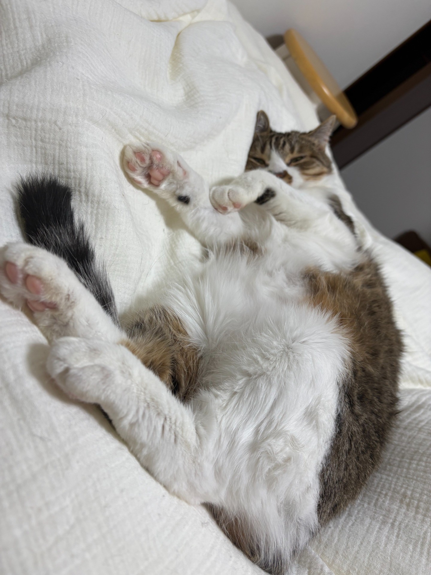 シャーシャーまるちゃん、丸くなる
