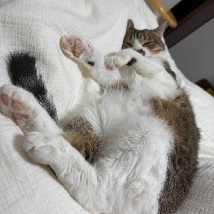 シャーシャーまるちゃん、丸くなる