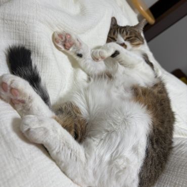 シャーシャーまるちゃん、丸くなる