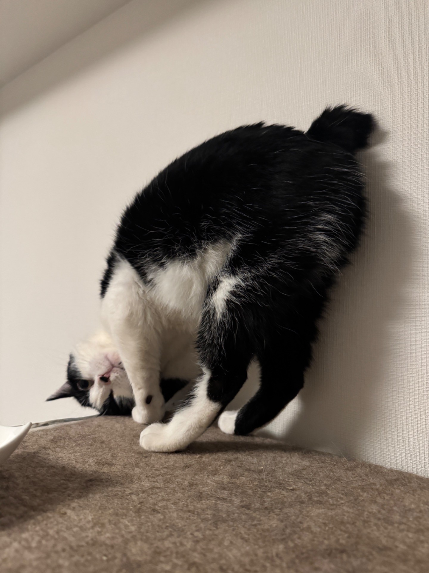 甘え方、クセ強めです。