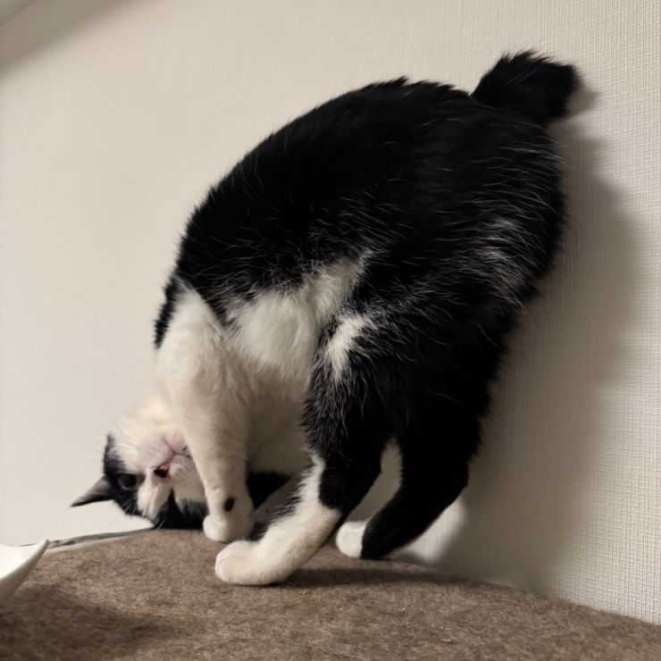 甘え方、クセ強めです。