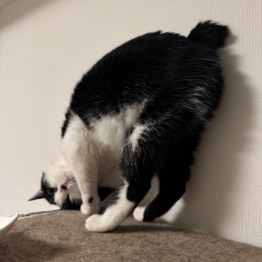 甘え方、クセ強めです。