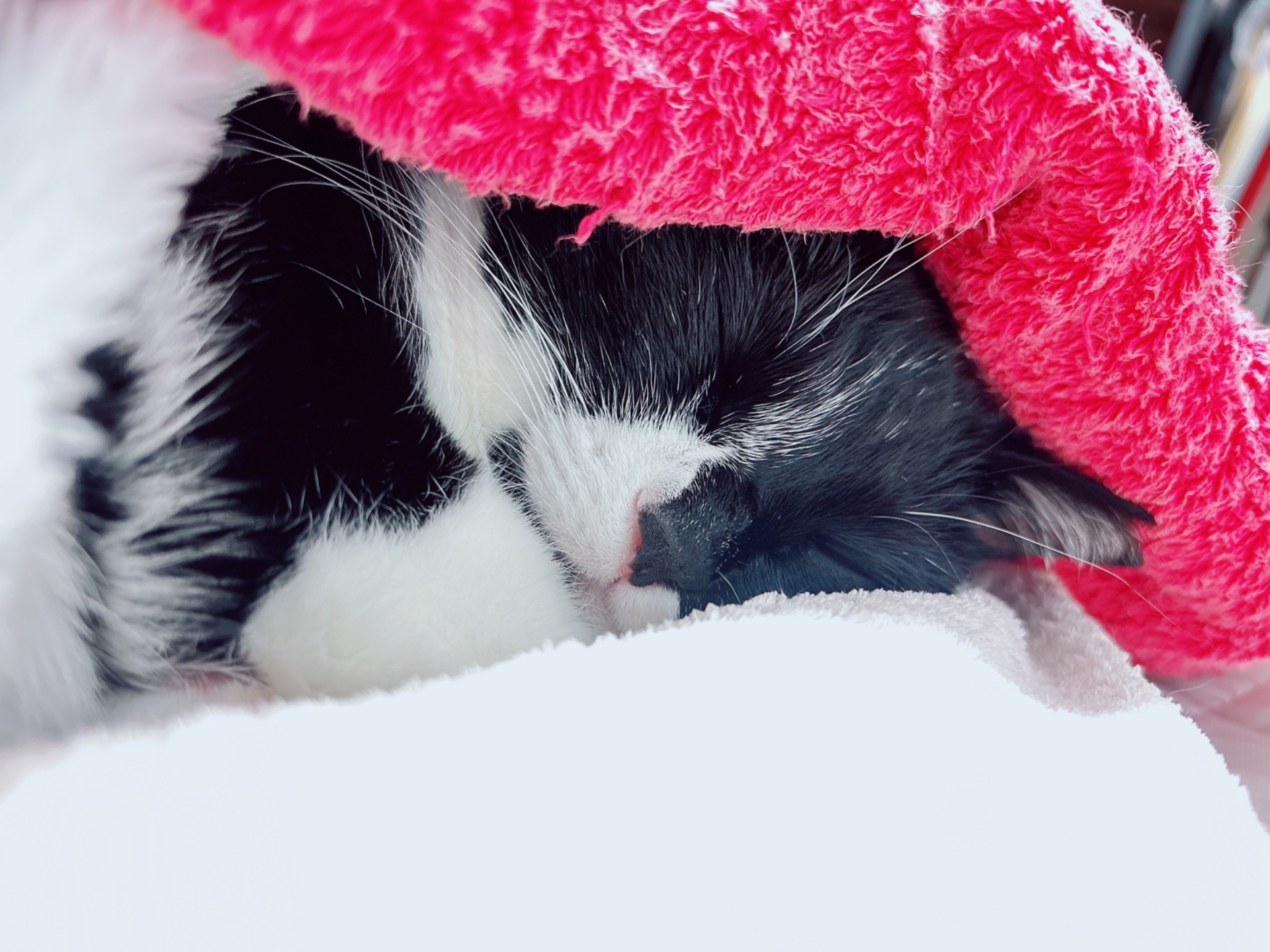 毛布をかぶって寝る猫